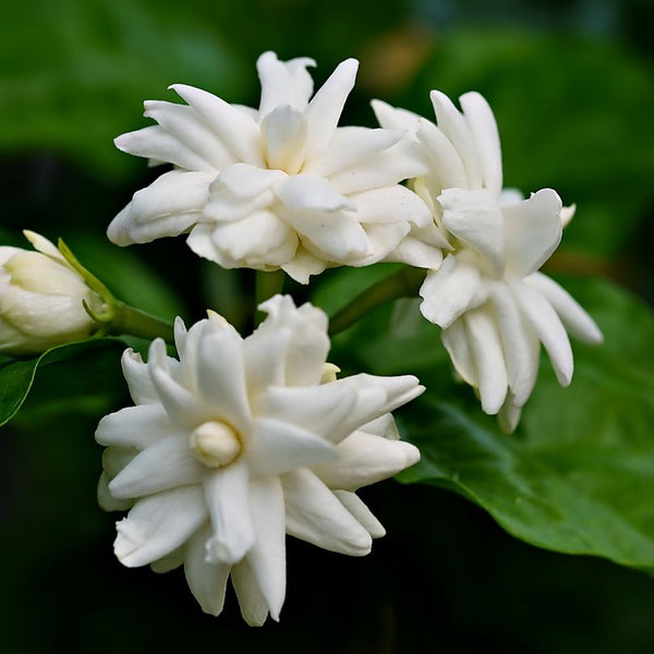 Jasmine Sambac absolute