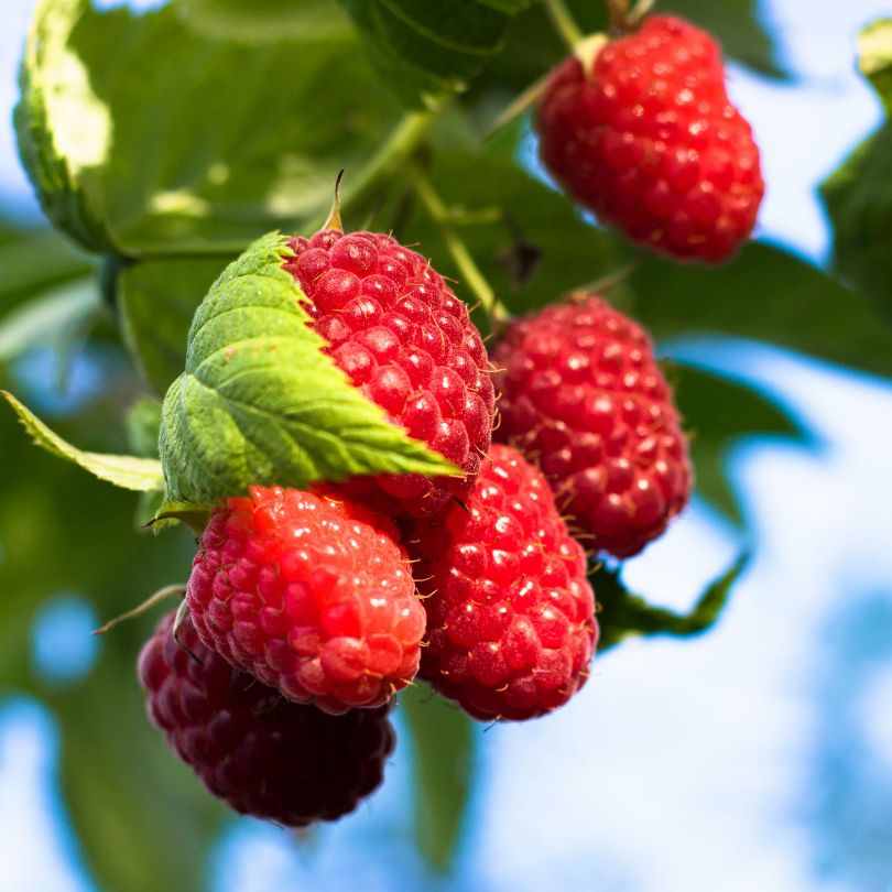 Red raspberry seed oil