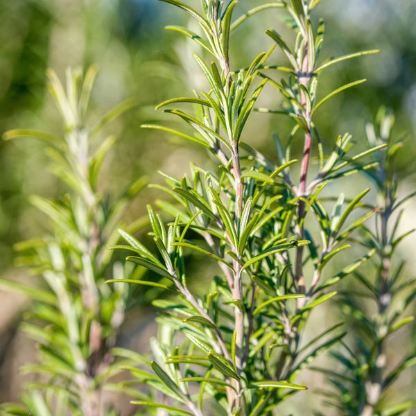 Rosemary extract
