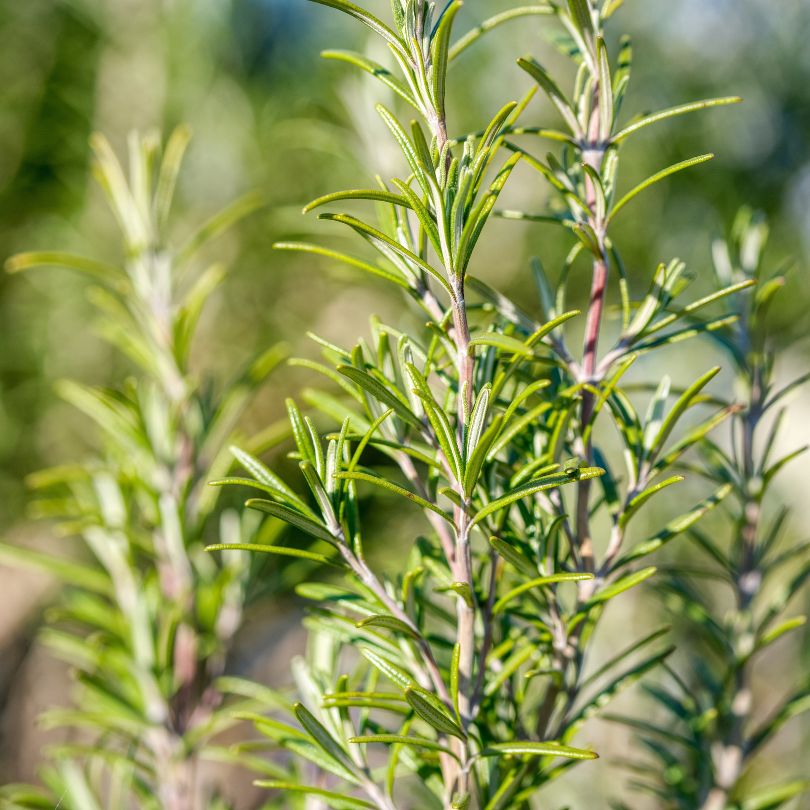 Rosemary extract