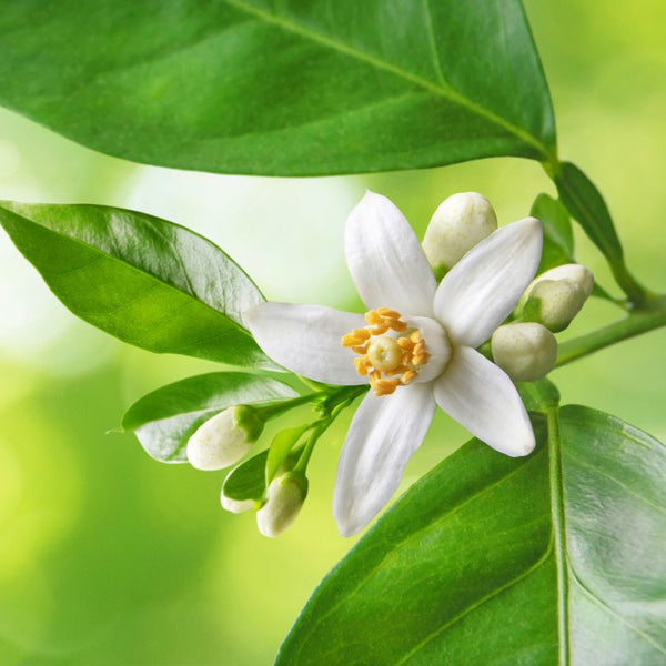 Neroli ingredient