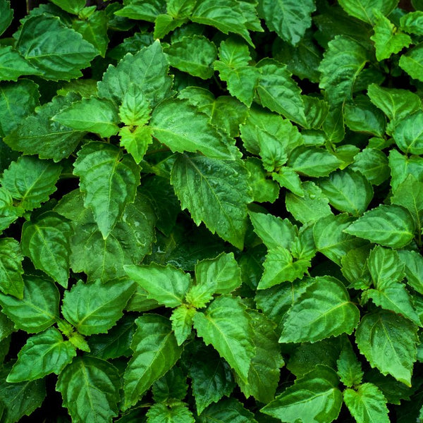 Patchouli ingredient