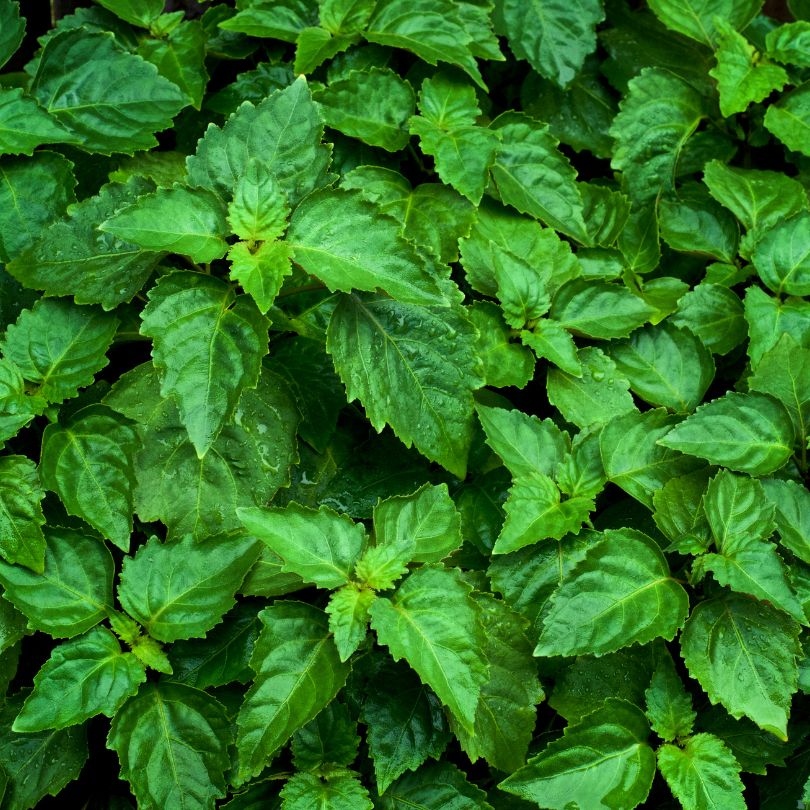 Patchouli ingredient