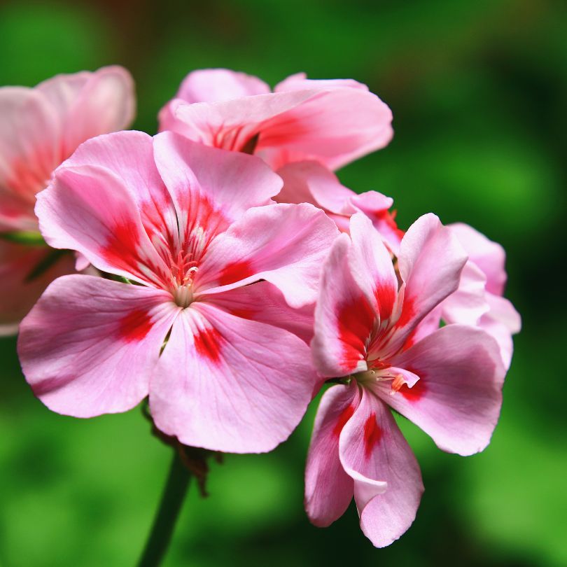 Rose geranium ingredient